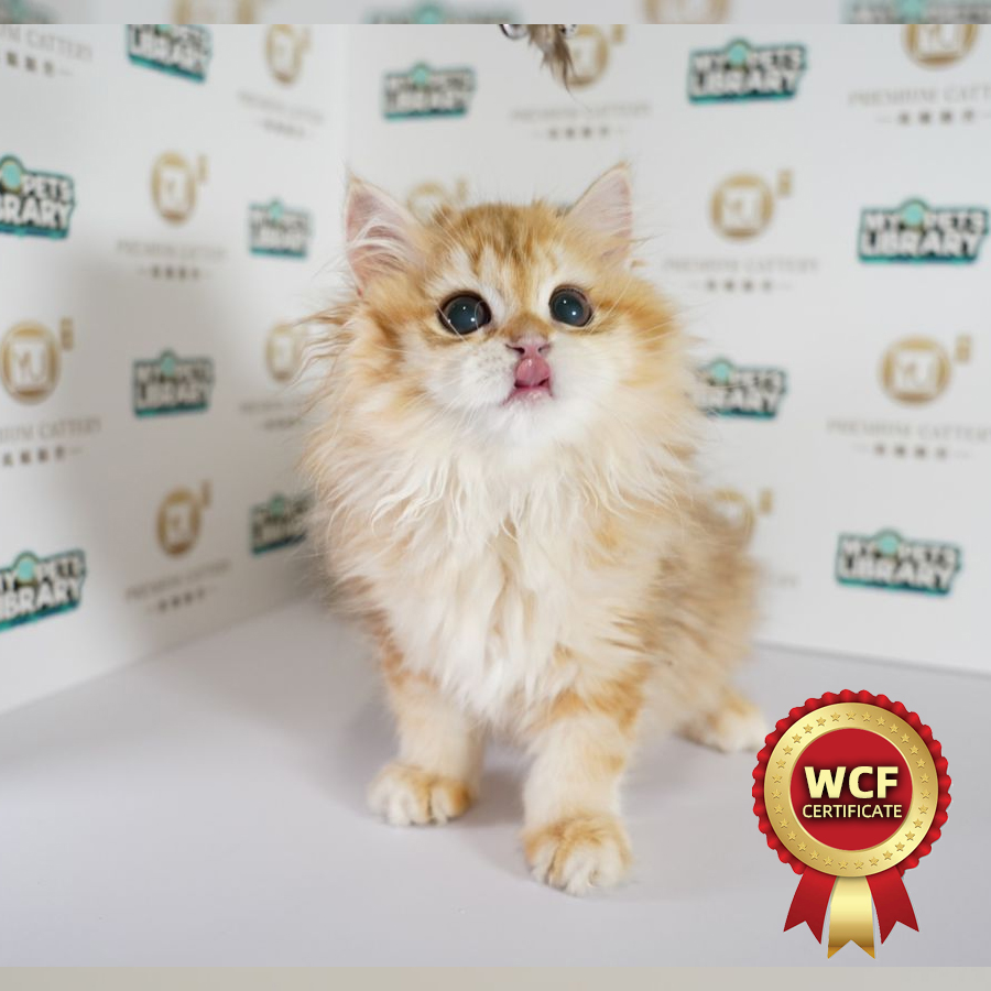 WCF British Long Hair Kitten (Female) For Sale