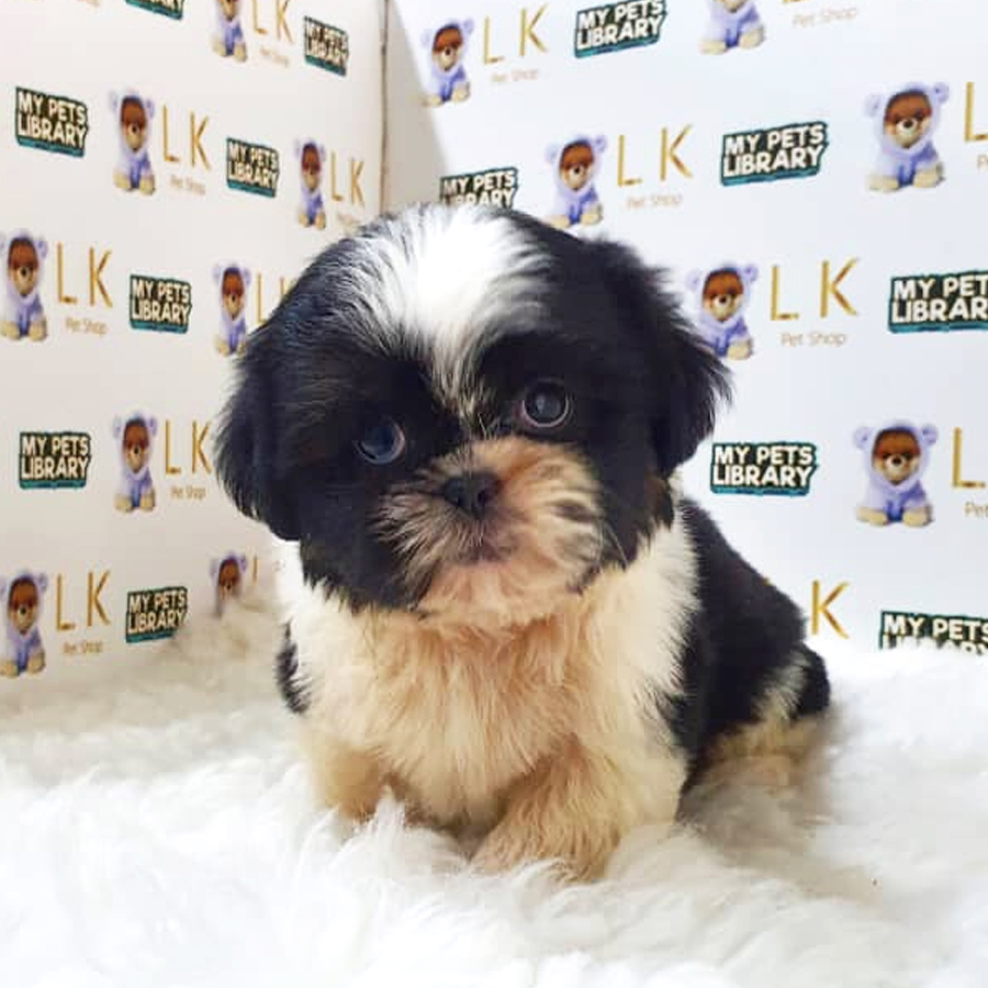 Shih Tzu Puppy (Female) For Sale