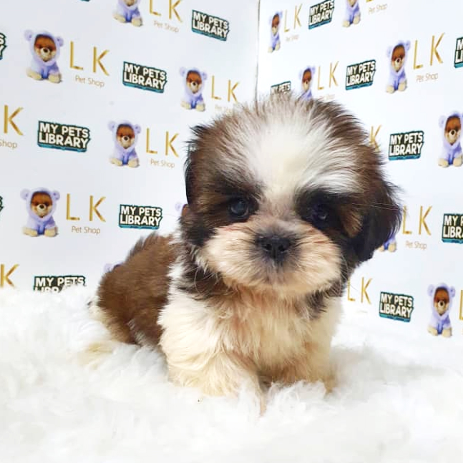 Shih Tzu Puppy (Male) For Sale
