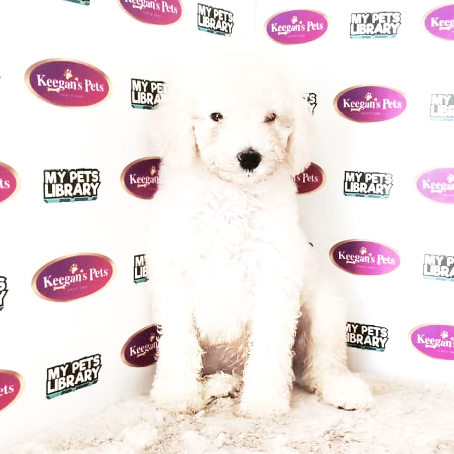 Standard Poodle Puppy (Female) For Sale