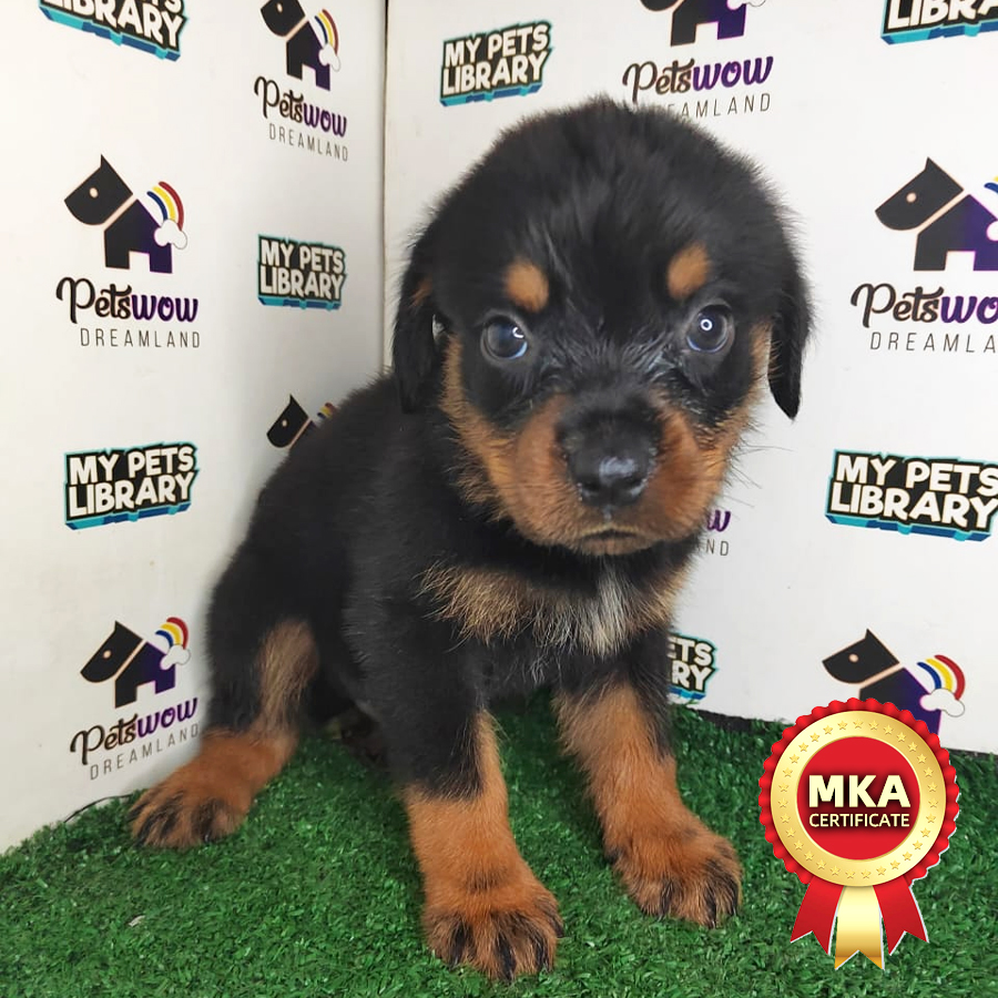 MKA Rottweiler Puppy (Female) For Sale