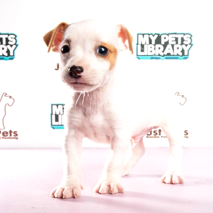 Jack Russell Puppy (Male) For Sale
