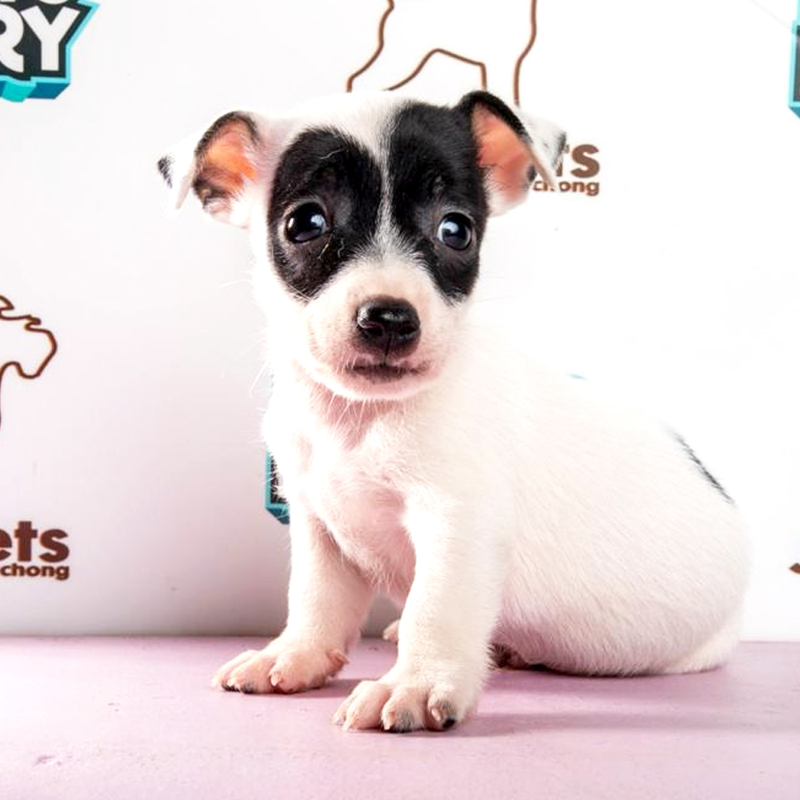 Jack Russell Puppy (Male) For Sale