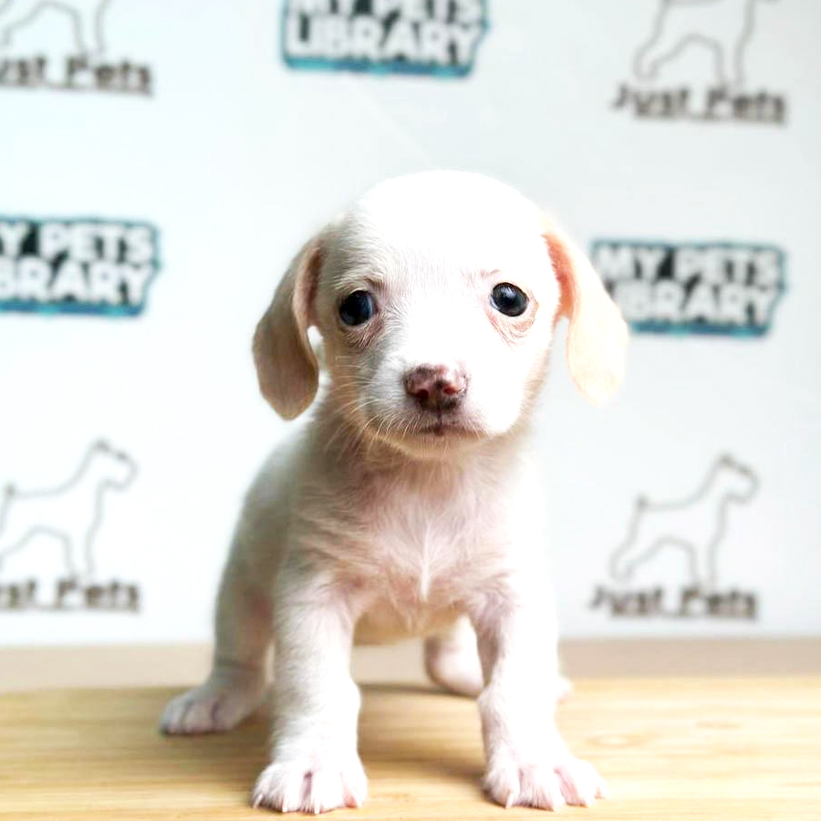 Dashund Puppy (Female) For Sale