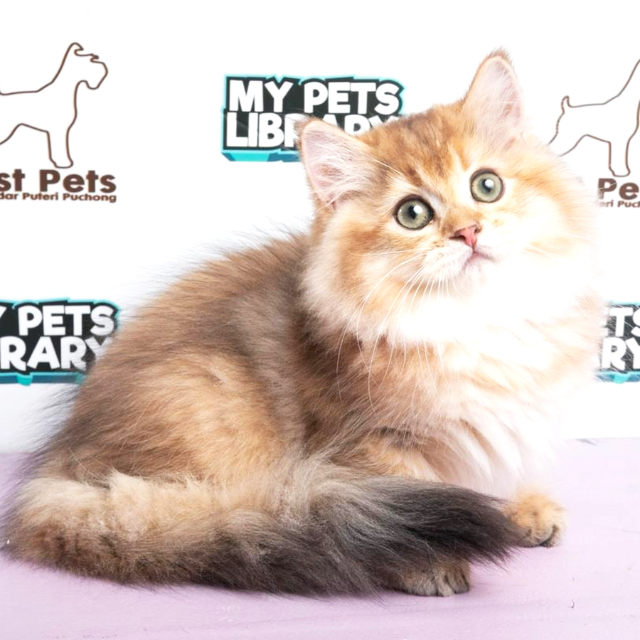 British Long Hair Kitten (Male) For Sale