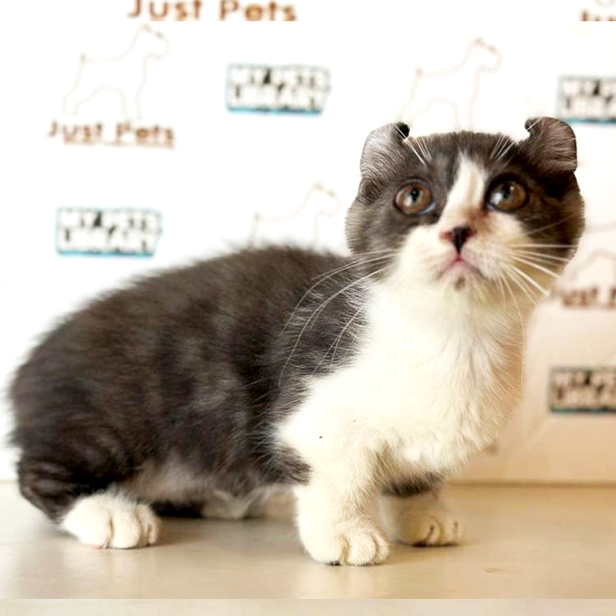 Kinkalow Kitten (Female) For Sale