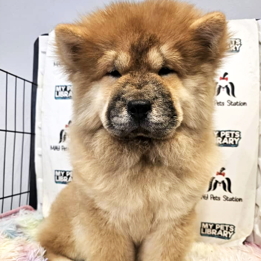 Chow Chow Puppy (Female) For Sale