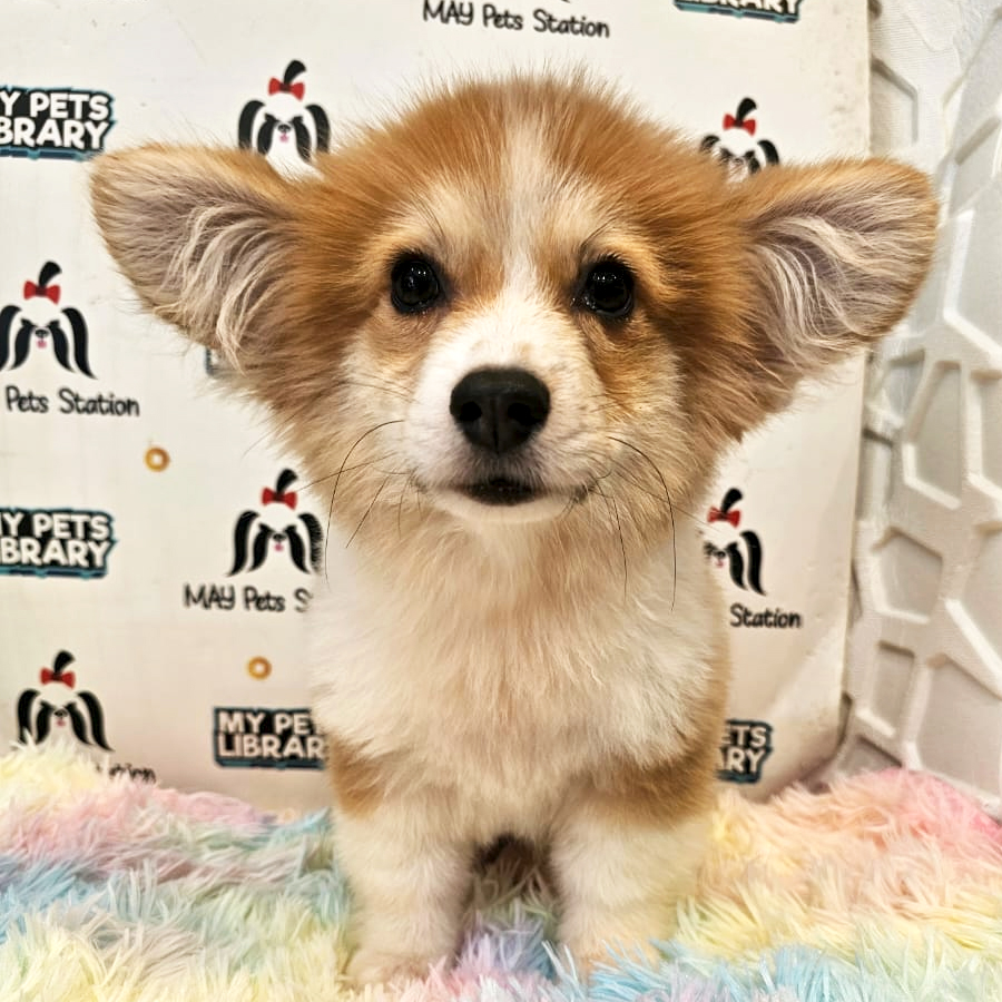 Long Coat Corgi Puppy (Male) For Sale