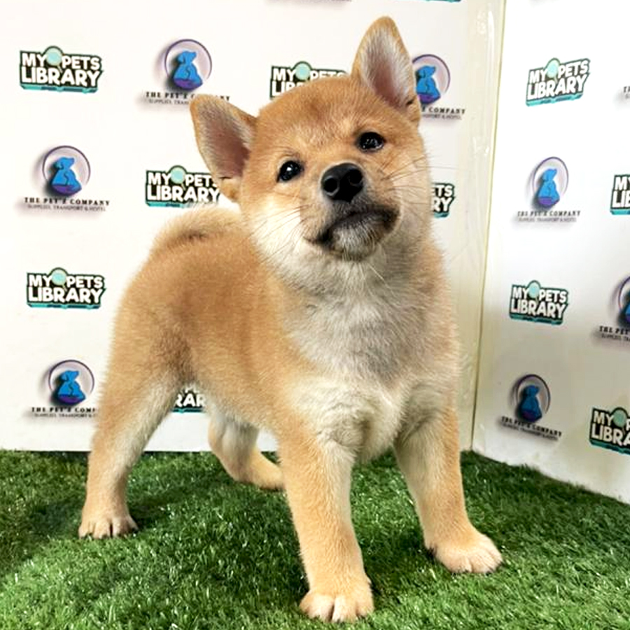 Shiba Inu Puppy (Male) For Sale