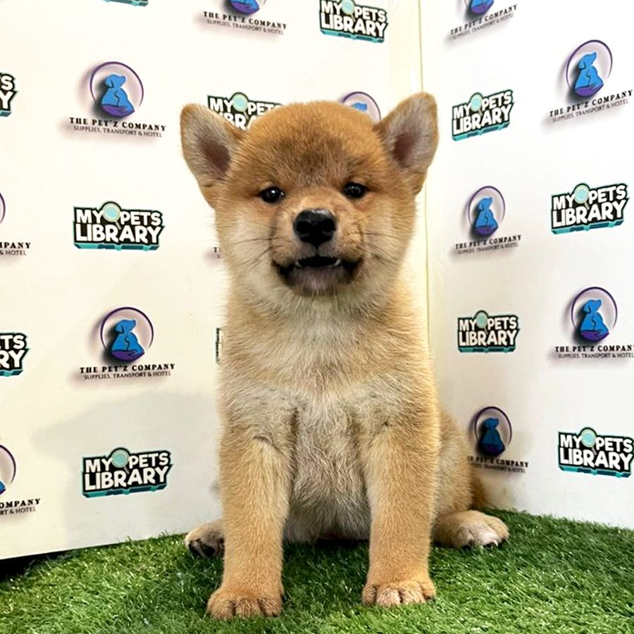 Shiba Inu Puppy (Female) For Sale