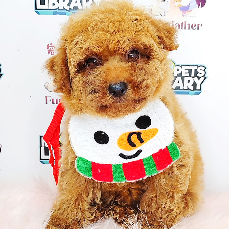 Tiny Toy Poodle Puppy (Male) For Sale
