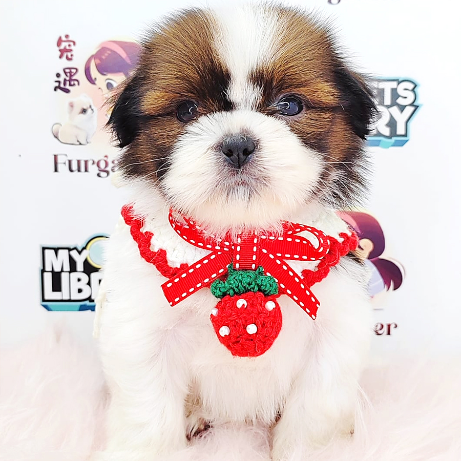Shih Tzu Puppy (Female) For Sale