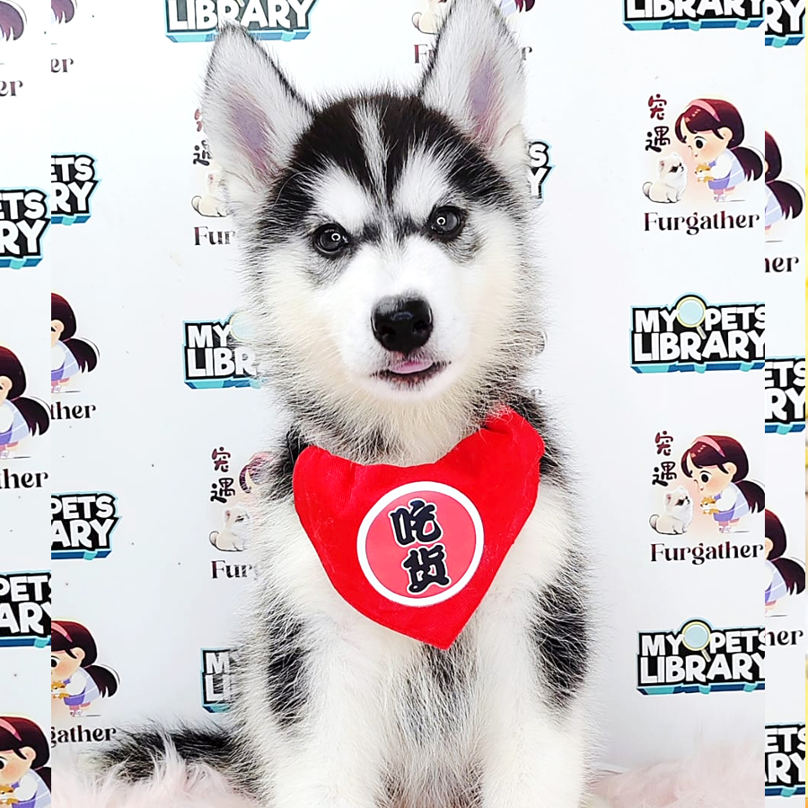 Wooly Husky Puppy (Female) For Sale