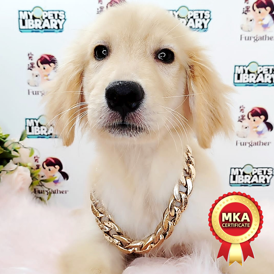 MKA Golden Retriever Puppy (Male) For Sale