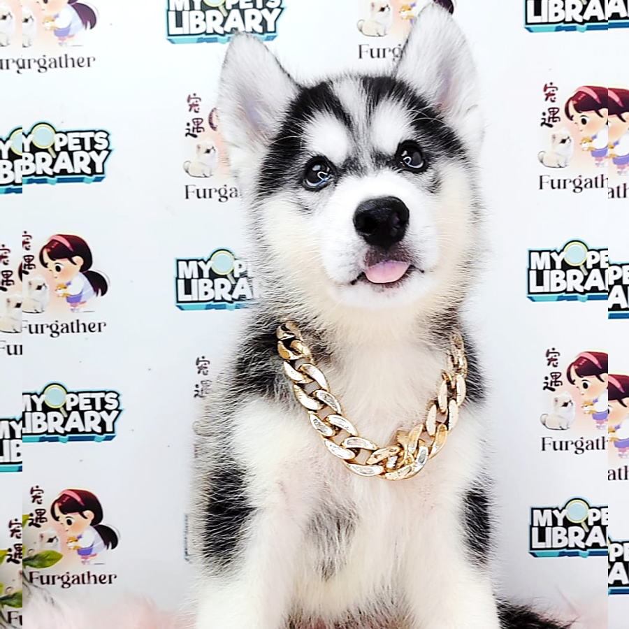 Wooly Husky Puppy (Female) For Sale
