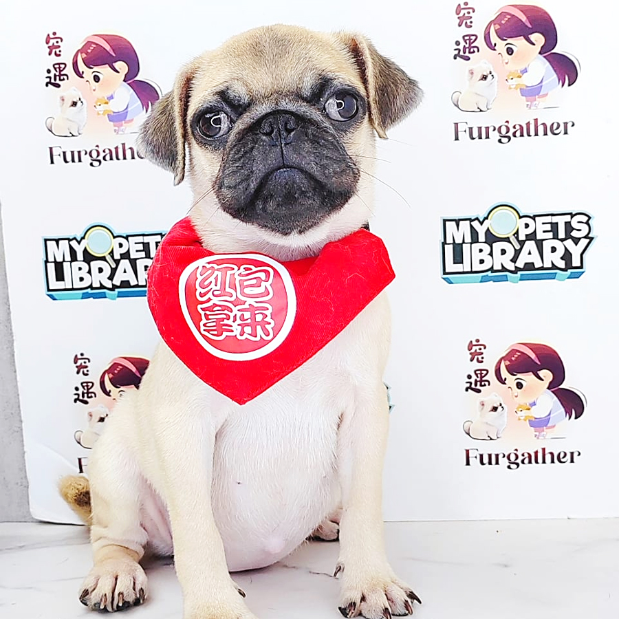 Pug Puppy (Female) For Sale