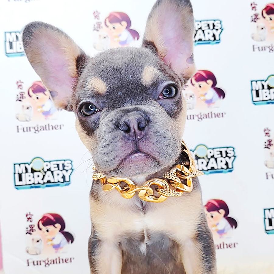French Bulldog Puppy (Male) For Sale
