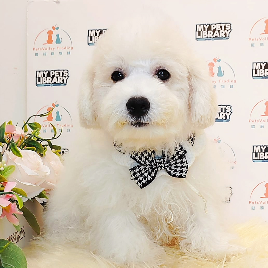 Bichon Puppy (Male) For Sale