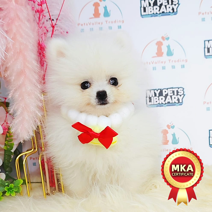MKA Pomeranian Puppy (Female) For Sale