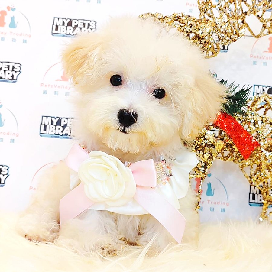 Tiny Poodle Puppy (Male) For Sale