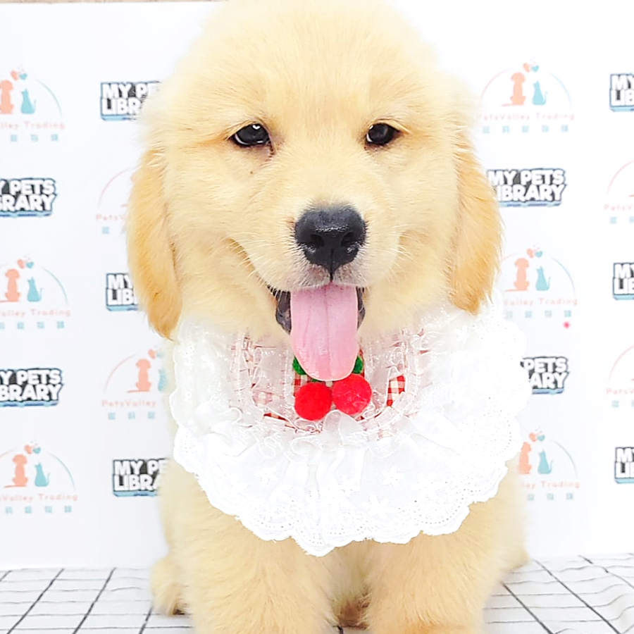 Golden Retriever Puppy (Male) For Sale