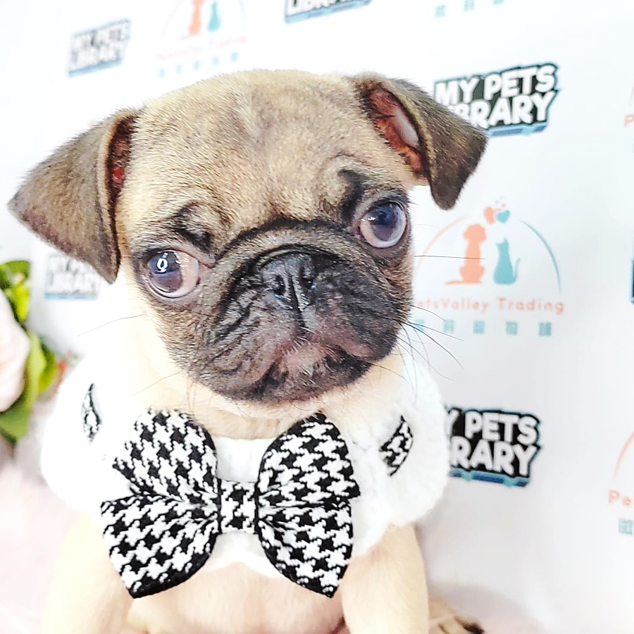 Pug Puppy (Male) For Sale
