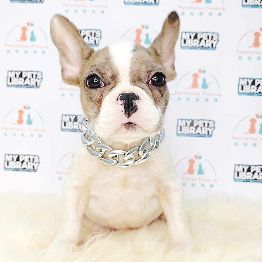 French Bulldog Puppy (Male) For Sale