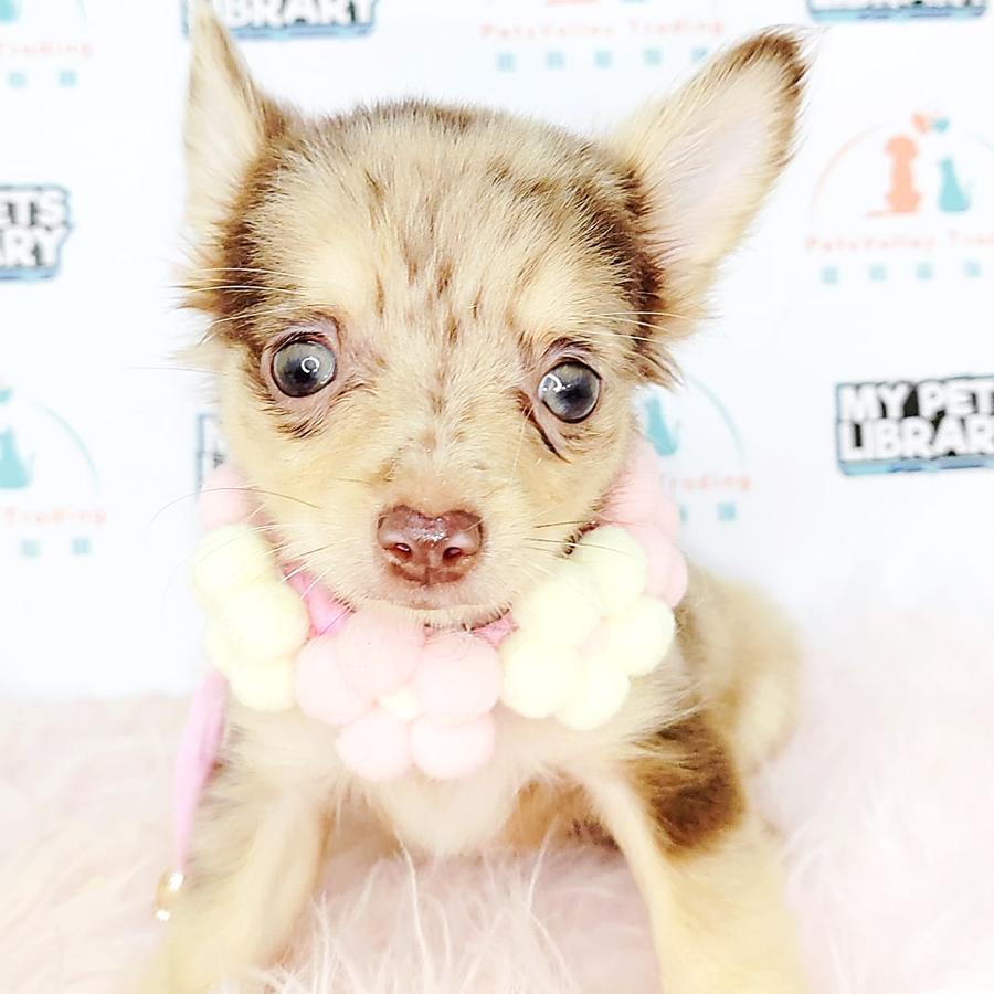 Short Coat Chihuahua Puppy (Male) For Sale