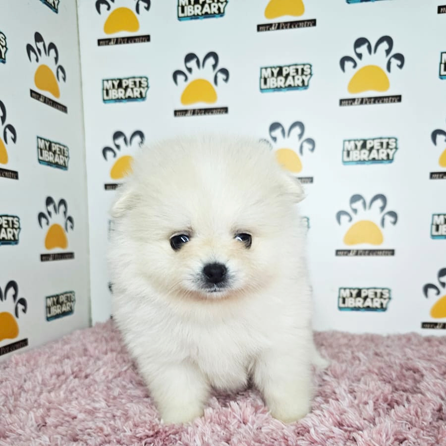 Tiny Pomeranian Puppy (Female) For Sale