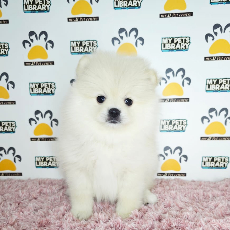 Tiny Pomeranian Puppy (Female) For Sale