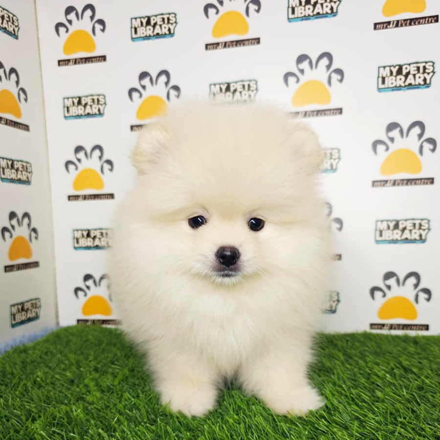 Tiny Pomeranian Puppy (Male) For Sale
