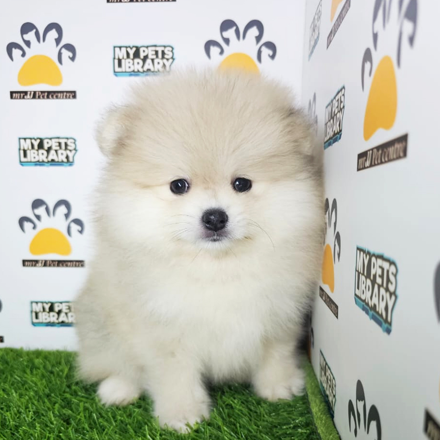 Tiny Pomeranian Puppy (Male) For Sale