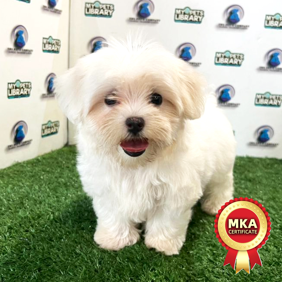 MKA Maltese Puppy (Female) For Sale