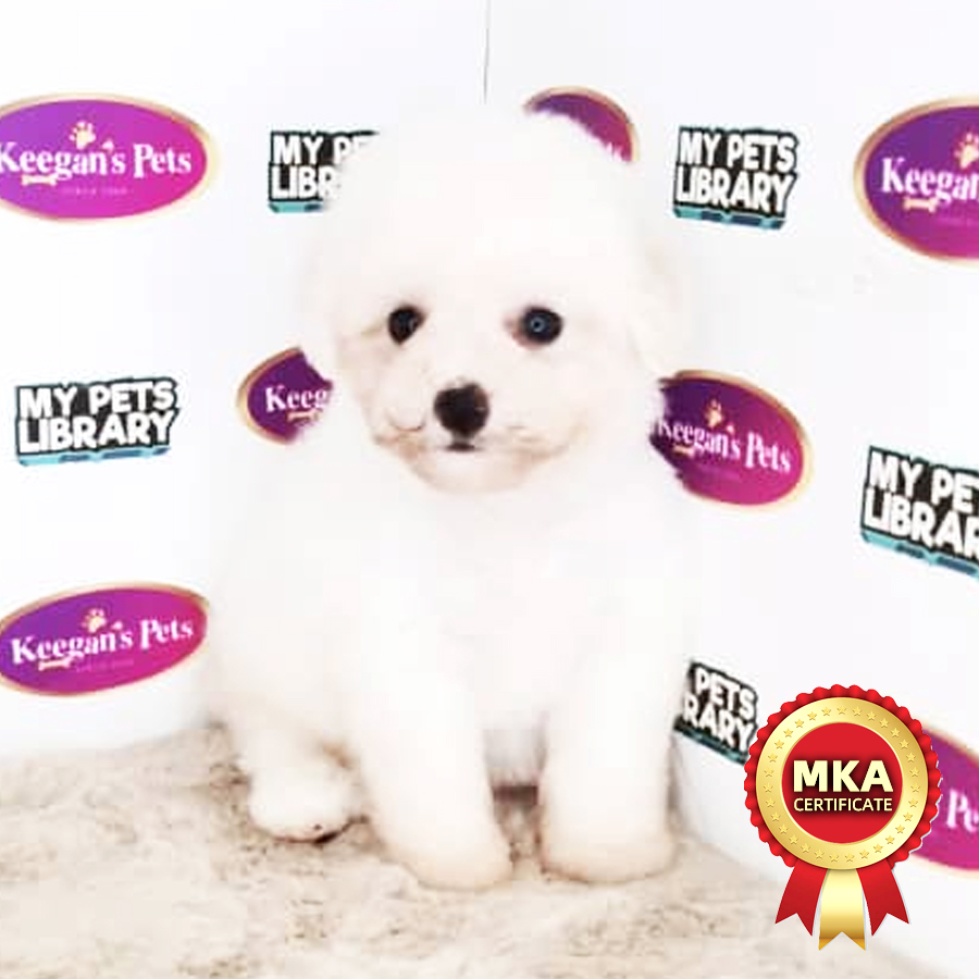 MKA Bichon Frise Puppy (Male) For Sale
