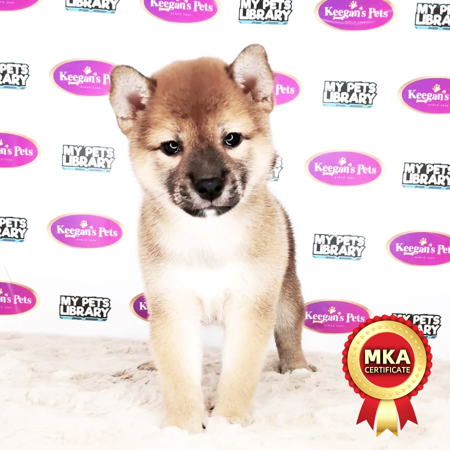 MKA Shiba Inu  Puppy (Female) For Sale