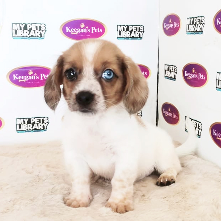 Miniature Dachshund Puppy (Male) For Sale