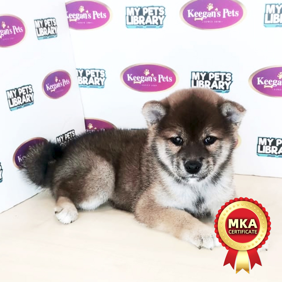 MKA Shiba Inu  Puppy (Female) For Sale