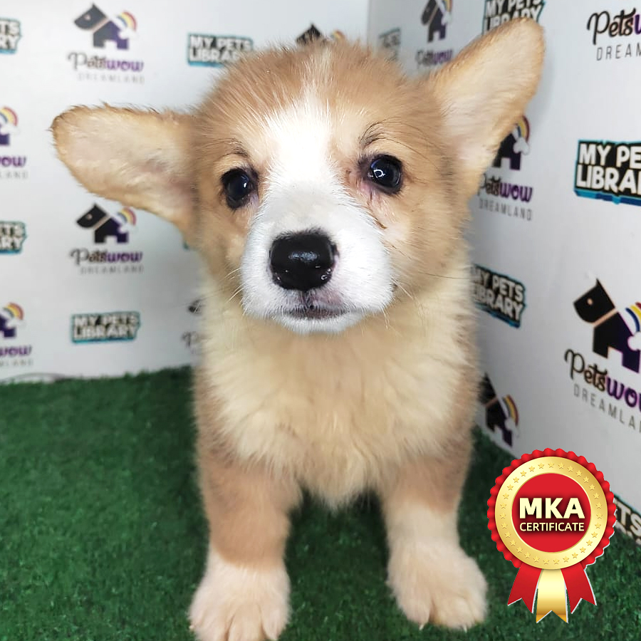 MKA Welsh Corgi  Puppy (Male) For Sale