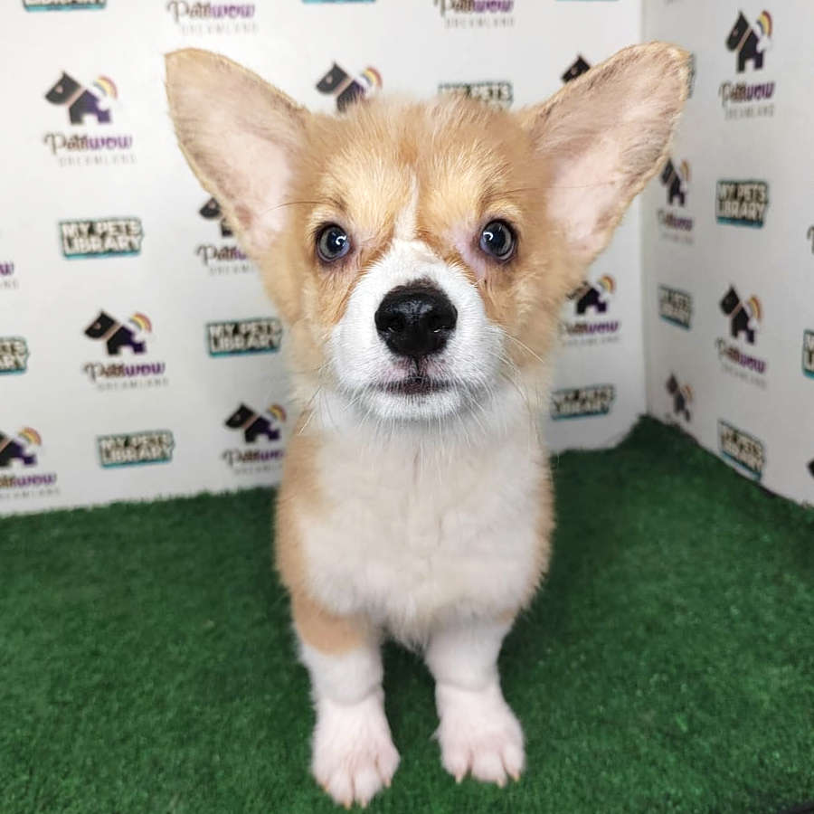 Welsh Corgi  Puppy (Male) For Sale