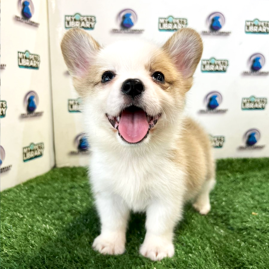 Welsh Corgi  Puppy (Female) For Sale