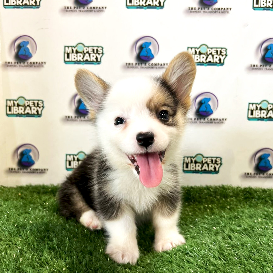 Welsh Corgi  Puppy (Female) For Sale