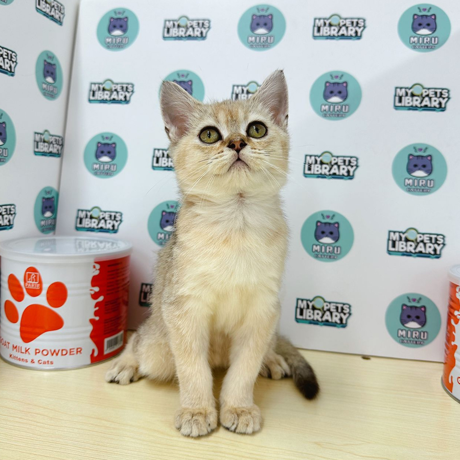 Munchkin BSH Kitten (Male) For Sale
