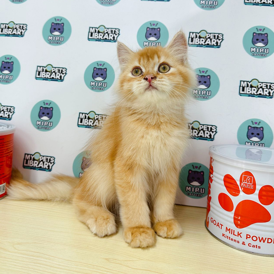 Munchkin Longhair Kitten (Male) For Sale