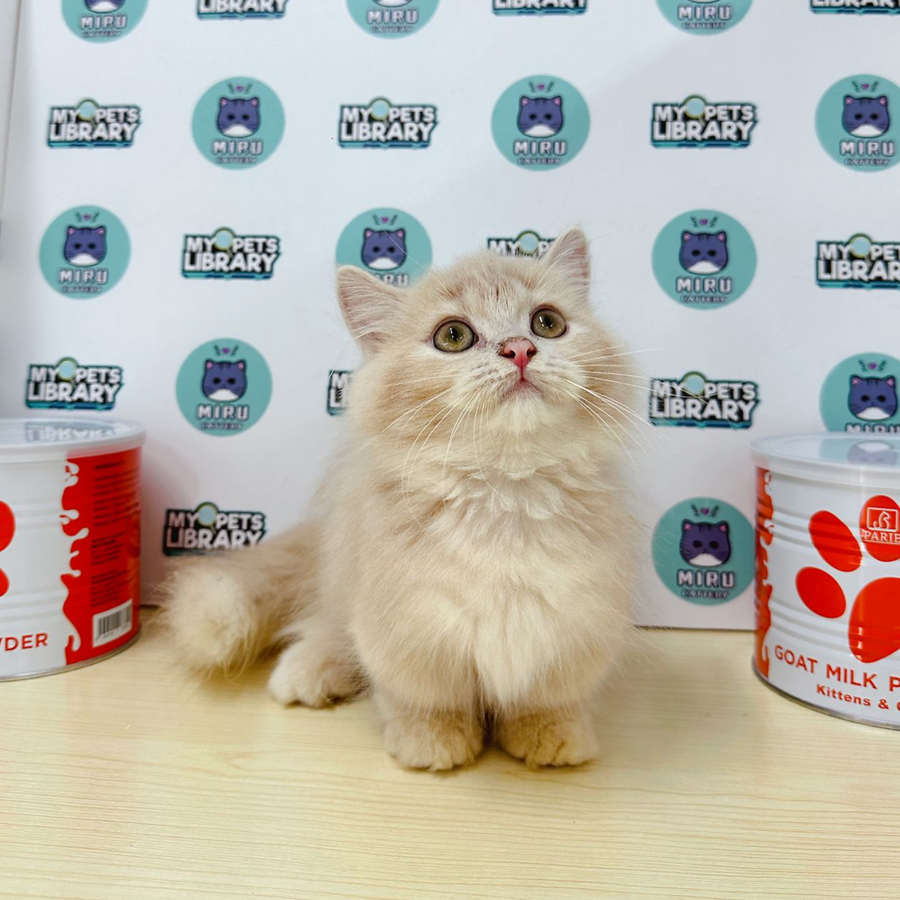 Munchkin Longhair Kitten (Male) For Sale
