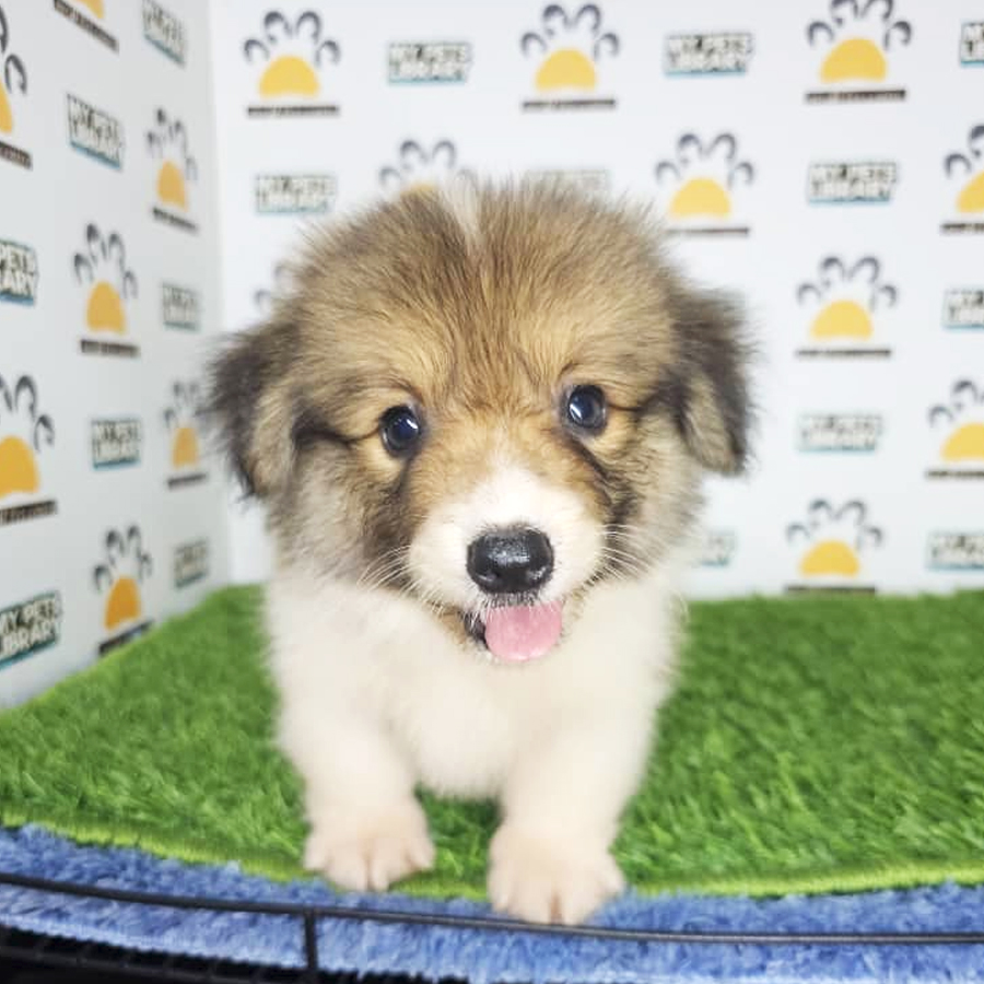 Welsh Corgi Puppy (Male) For Sale