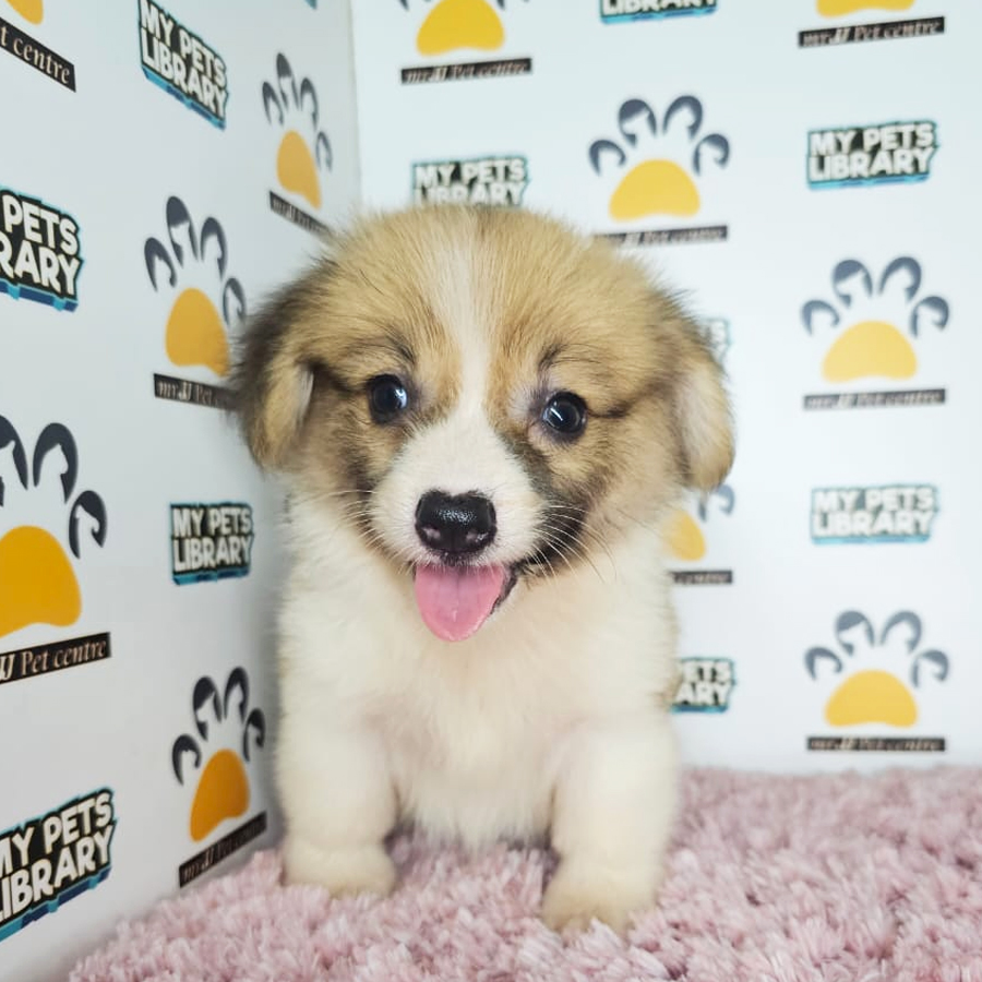Welsh Corgi Puppy (Female) For Sale