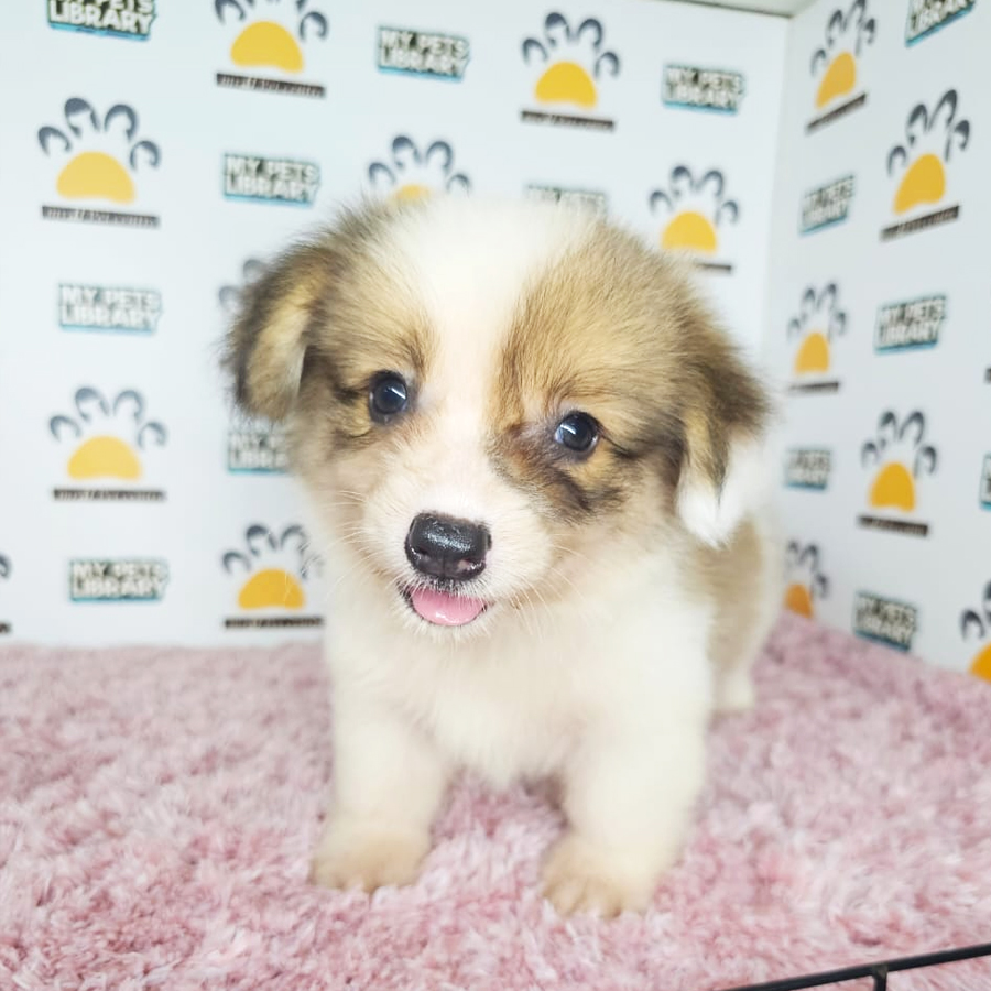 Welsh Corgi Puppy (Female) For Sale