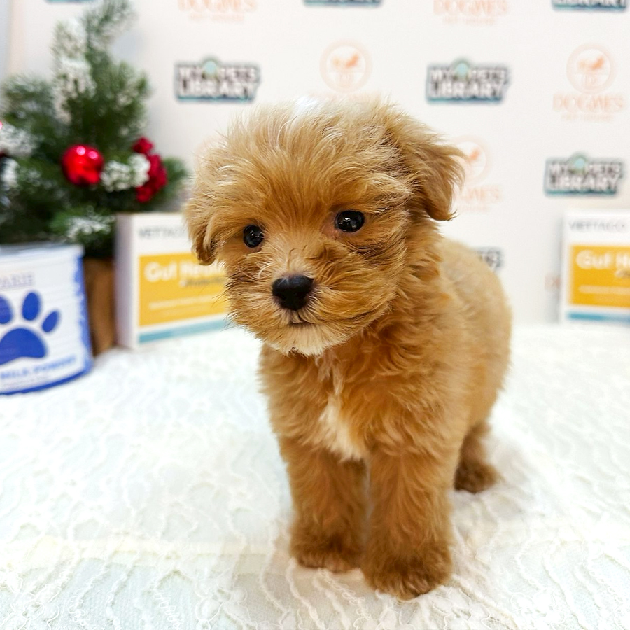 Toy Poodle Puppy (Female) For Sale
