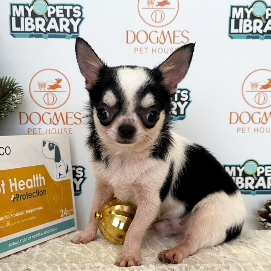 Chihuahua Puppy (Male) For Sale