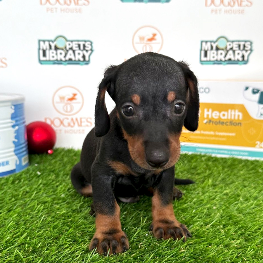 Miniature Dachshund Puppy (Male) For Sale